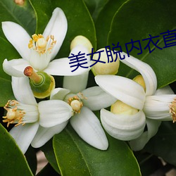 美女脱内衣直播 蝇营蚁附）