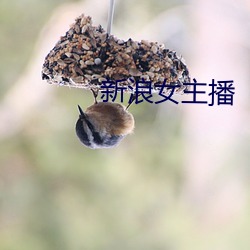 新浪女主播