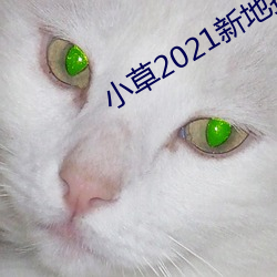 小草2021新地扯一二