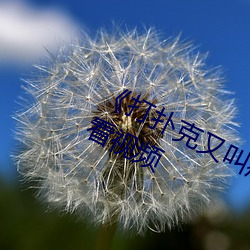 《打扑克又叫疼又叫痛》视频免费观看视频