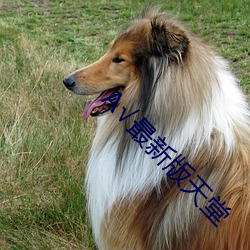 √最新版天堂