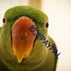 歐洲PAYPAL