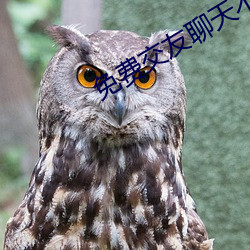 免费(fèi)交友(yǒu)聊天不(bù)花钱软(ruǎn)件(jiàn)