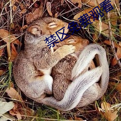 禁区免(miǎn)费观看
