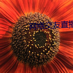 网络交友直播