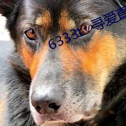 6333t∨尋愛直播