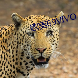 欧美69VIVO