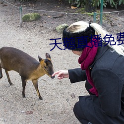 天鹅直播(bō)免费观看