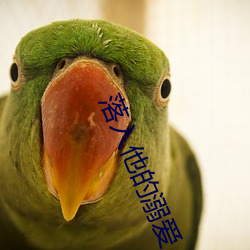 落入他的溺爱