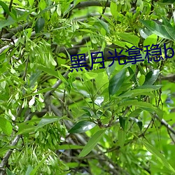 黑月光拿穩be結局小說》