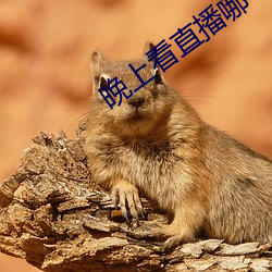 晚上看直播哪个软件好