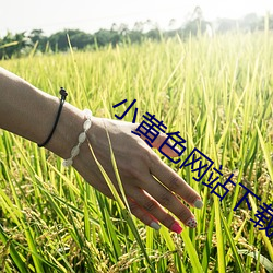 小黄色(sè)网站下(xià)载