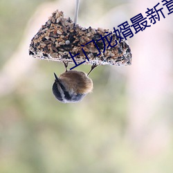 上门龙婿最新章节