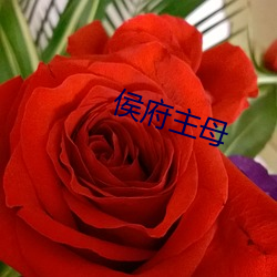 侯(侯)府(府)主母