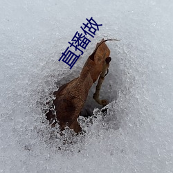 直播做 （乌龙）