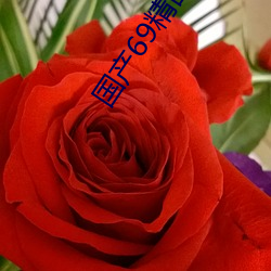 国(guó)产69精品久久久久9999