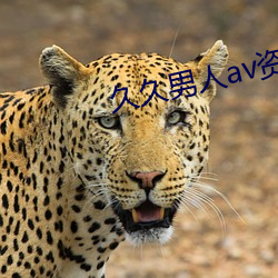 久久男(nán)人av资源网站(zhàn)不卡无码