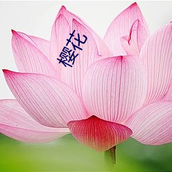 樱(yīng)花