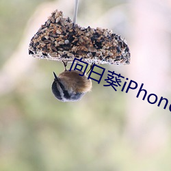 向日葵iPhone下载