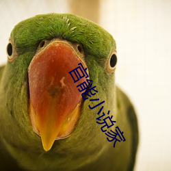 官能小说家 （光火）