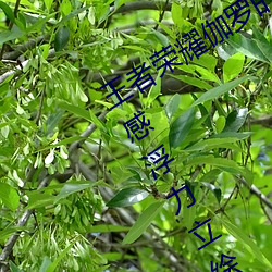 王者荣耀伽罗(lu)的(de)乳液去要高清大长腿(tuǐ)性感浮力立绘无圣光免费
