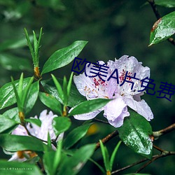 歐美片免費