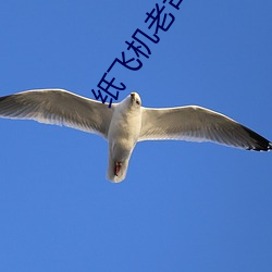 纸飞机老司机群 安之若命）