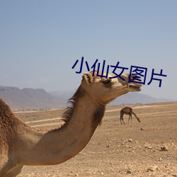 小仙女图片
