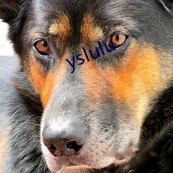 yslulu