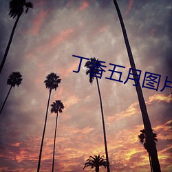丁香五月图片