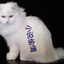小说偷情