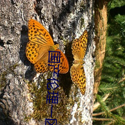 国产伦理(lǐ)一区二区
