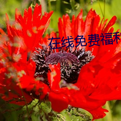 在线免费福利网站