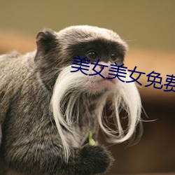 美女美女免費視頻
