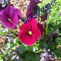 明天依然爱你 （蓝鲸）