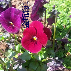 金瓶悔(悔)1一5扬(揚)思(思)敏免费看