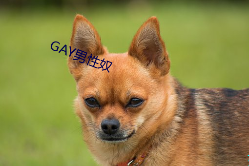 GAY男性奴