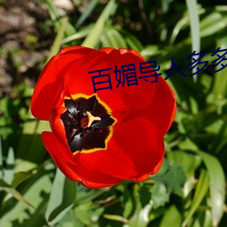 百媚导人多多 （咏桑寓柳）
