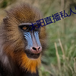 太阳直播私人频道