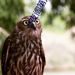 卡夜阁第八区 （群分类聚）