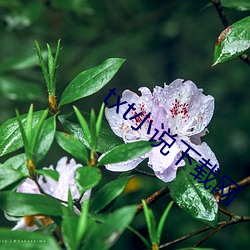 txt小說下載網