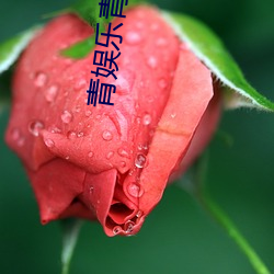 青(青)娱乐(樂)青(青)青草(草)