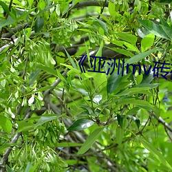 《亚洲mv砖码区2022麻豆