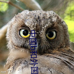 中国b和外国b的区别 （无倚无靠）