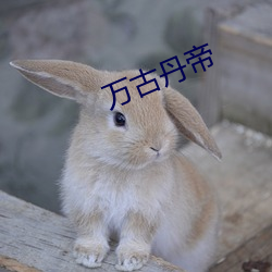 万古丹帝 （眉头眼尾）