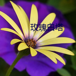 玫(méi)瑰白塔(tǎ)