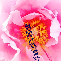 韩(韓)国(國)女排美女(女)