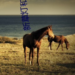 新草燈和尚電影
