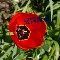 冠冕唐皇