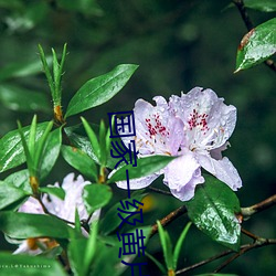 国家一级黄片